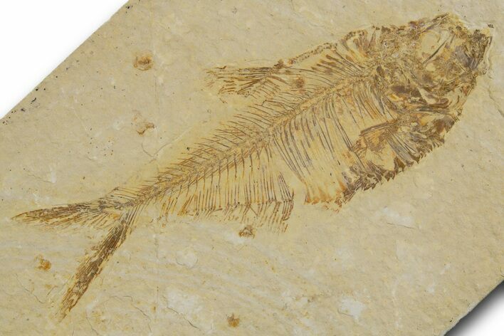 Detailed Fossil Fish (Diplomystus) - Wyoming #333996